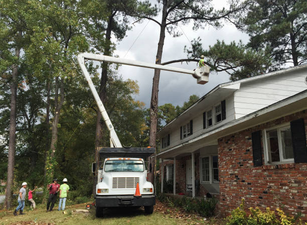 Professional Tree Care in James Island, SC